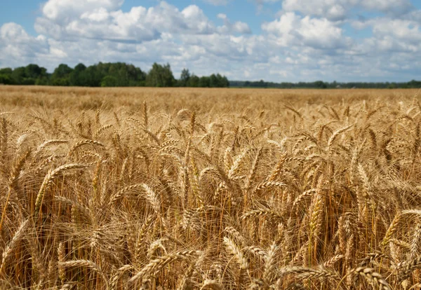 熟した小麦畑成熟的小麦字段. — 图库照片