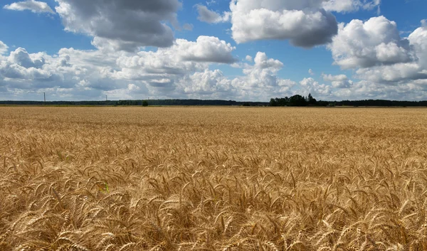 Reifes Weizenfeld. — Stockfoto