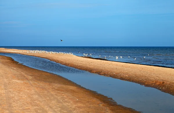 Yaz Baltık Denizi. — Stok fotoğraf