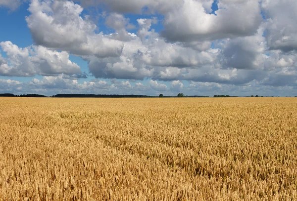 Reifes Weizenfeld. — Stockfoto