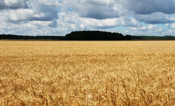 Campo di grano maturo . — Foto Stock