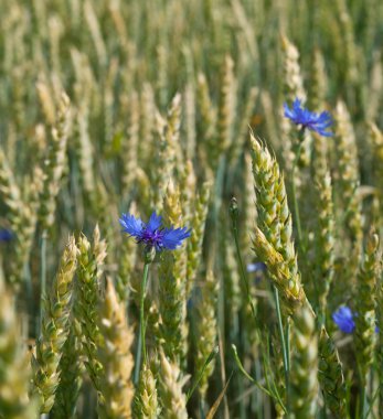 Peygamber bir alan üzerinde.