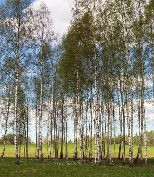 Sjön landskap med träd. — Stockfoto