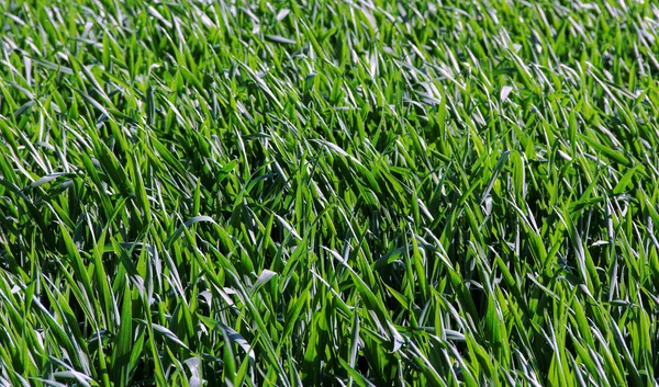 Campo di grano verde. — Foto Stock