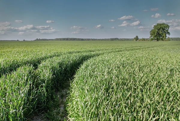 Groene tarweveld. — Stockfoto