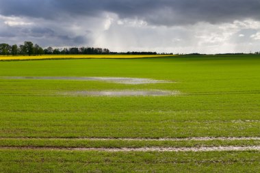 Baharda yeşil alan.