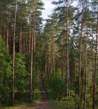 Rural bos wegkırsal orman yolu.