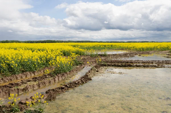 Rape field with flood. — Stock Photo, Image