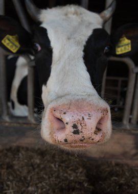 Çiftlikteki meraklı ineğin başı.