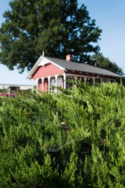 Her zaman yeşil olan eşkıyalar ve yeni binalar..