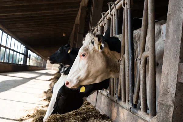 Vaches Nourrissant Dans Une Ferme — Photo