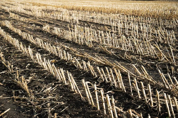 Kilátás Mezőre Kukorica Termesztése Után — Stock Fotó
