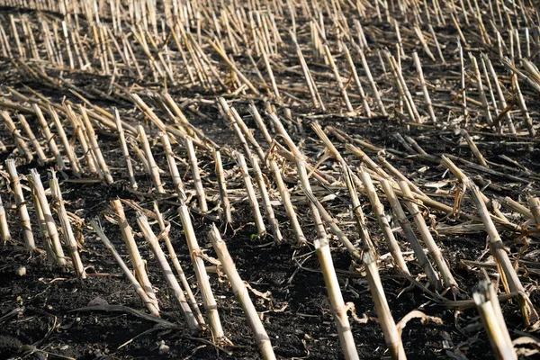 Vista Campo Después Del Cultivo Maíz —  Fotos de Stock