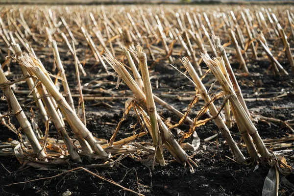Вид Поле После Выращивания Кукурузы — стоковое фото