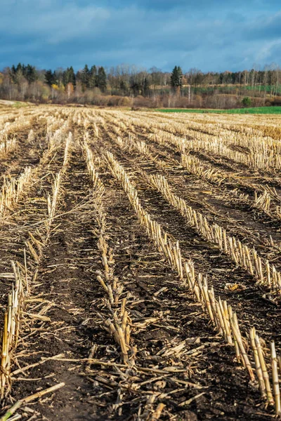Blick Auf Das Feld Nach Dem Maisanbau — Stockfoto