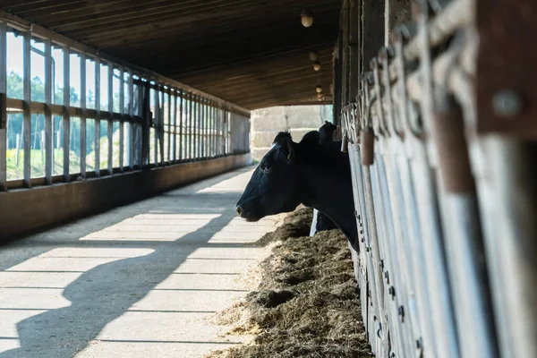 Tête Vache Noire Sur Hangar Extérieur — Photo