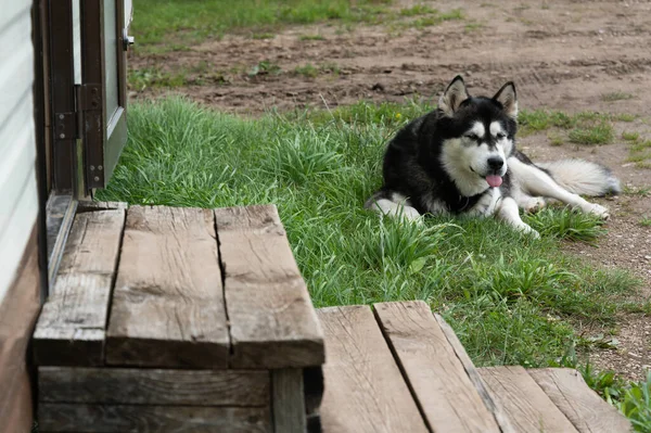 Dışarıdaki Iri Yapılı Köpek Portresi — Stok fotoğraf