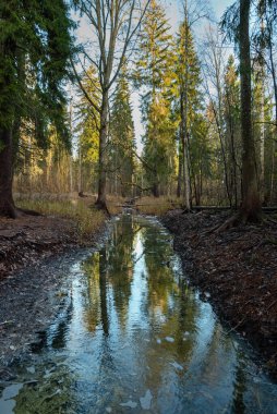 Ormandaki mineral kaynağının manzarası.