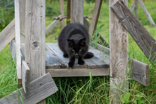 Volière Achtertuin Met Oude Zwarte Kat Erin — Stockfoto