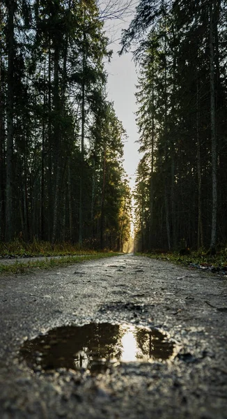 Štěrková Cesta Starým Borovým Lesem — Stock fotografie