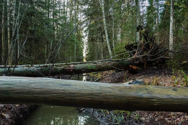 Paysage Source Minérale Dans Bois — Photo