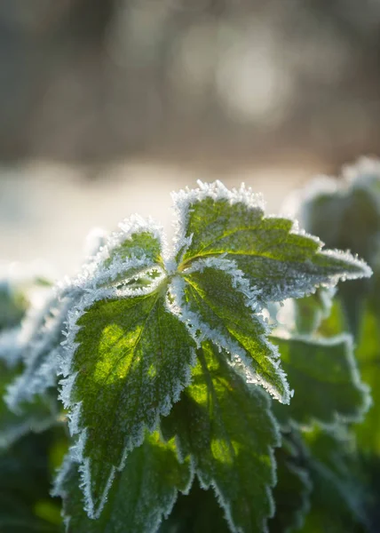 Перші Морози Покривають Рослини Природі — стокове фото