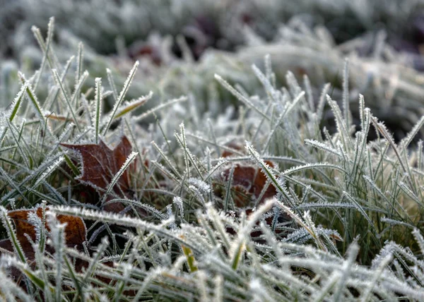 Primeira Geada Está Cobrindo Plantas Natureza — Fotografia de Stock