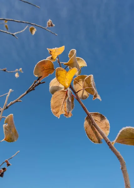 Sista Bladen Äppelträd Första Frost — Stockfoto