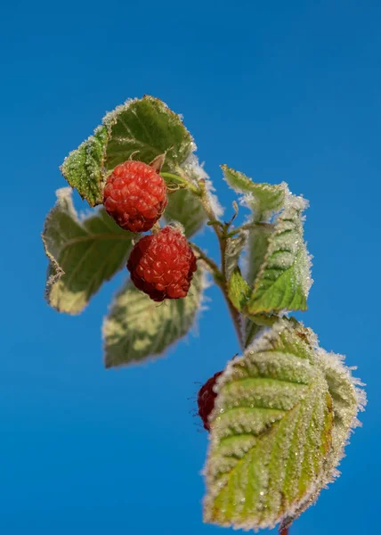 Filial Hallon Buske Första Frost — Stockfoto