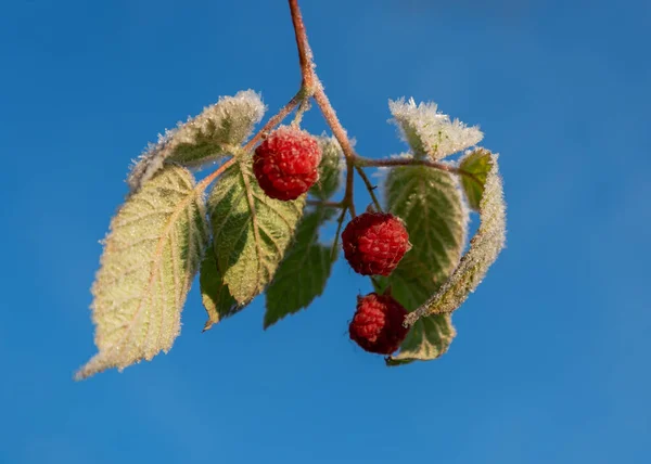 Filial Hallon Buske Första Frost — Stockfoto