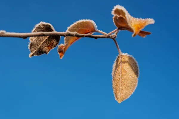 Últimas Folhas Árvore Maçã Uma Primeira Geada — Fotografia de Stock