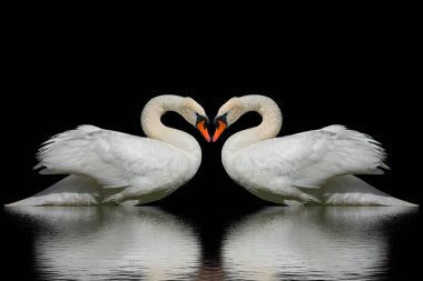 Siyah bir yüzeye izole edilmiş iki kuğu..