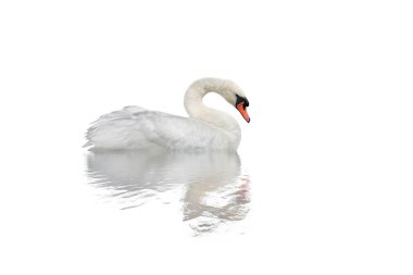 Sel olan beyaz bir yüzeyde kuğu..