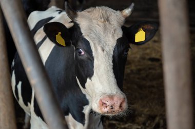 Çiftlikteki siyah beyaz ineğin başı..