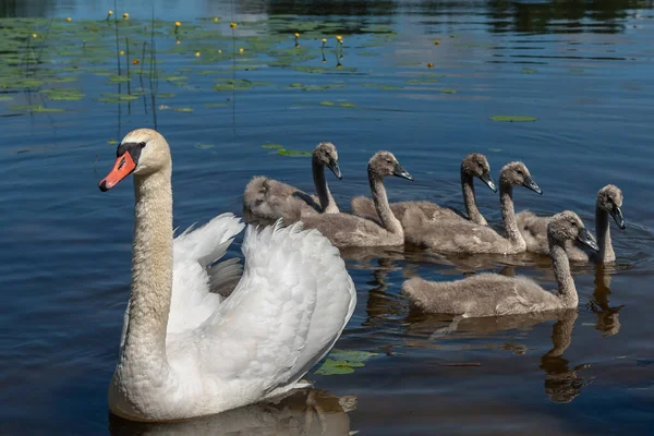 湖の白鳥の家族 — ストック写真