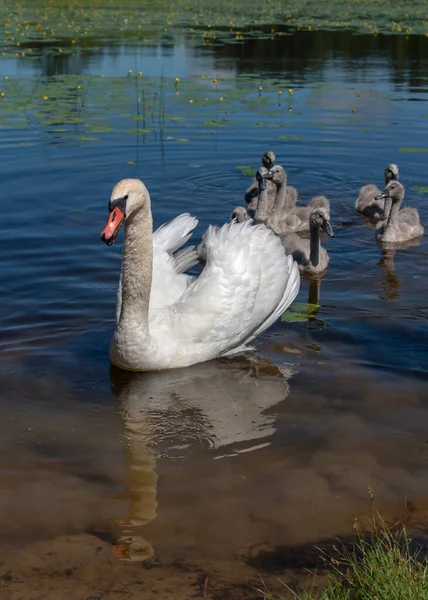 湖の白鳥の家族 — ストック写真