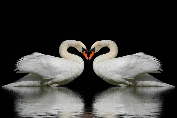 Two Swans Isolated Black Surface — Stock Photo, Image