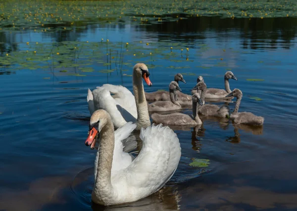 湖の白鳥の家族 — ストック写真