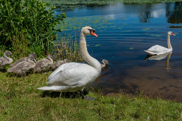 湖の白鳥の家族 — ストック写真
