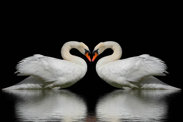 Two Swans Isolated Black Surface Stock Photo