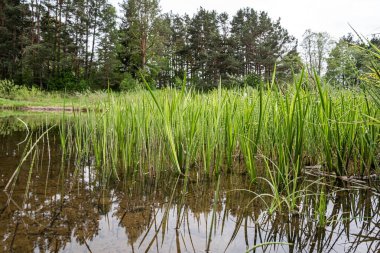 Sahilden küçük nehre bir pınar manzarası.