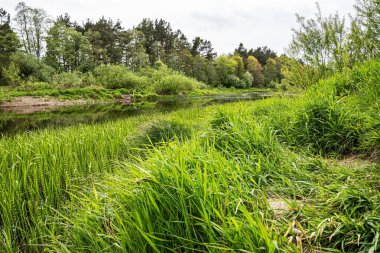 Sahilden küçük nehre bir pınar manzarası.