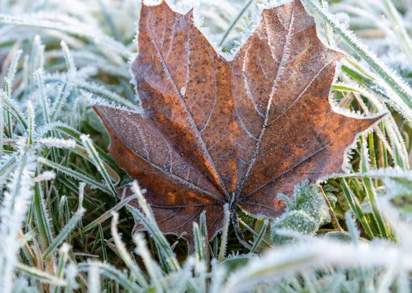最初の霜は自然界の植物を覆っている — ストック写真