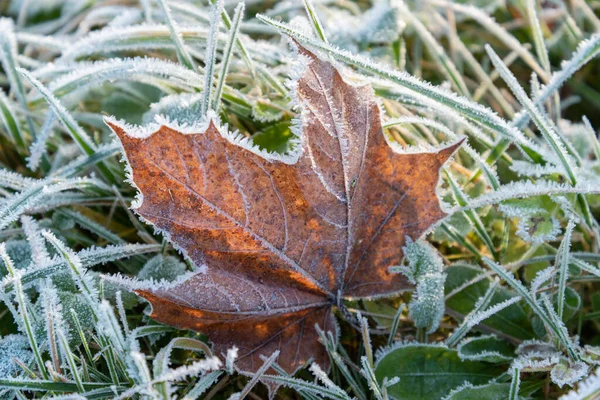 First frost is covering the plants in nature.