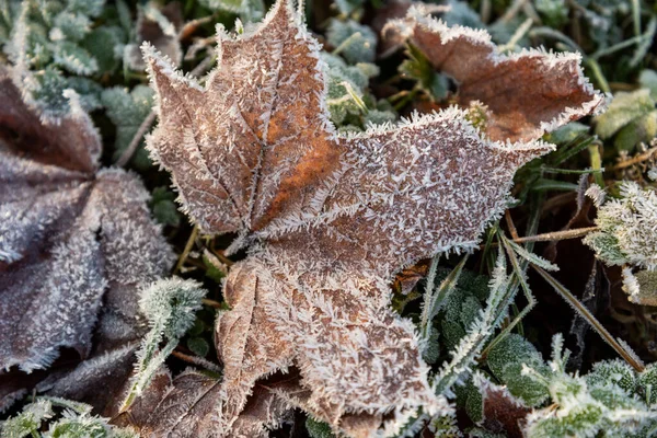 最初の霜は自然界の植物を覆っている — ストック写真