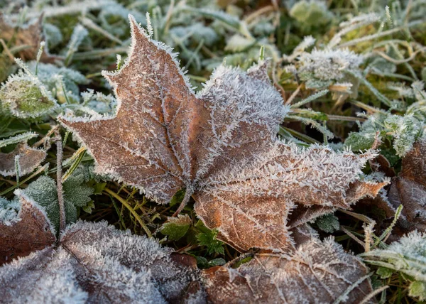 Premier Gel Recouvre Les Plantes Dans Nature — Photo