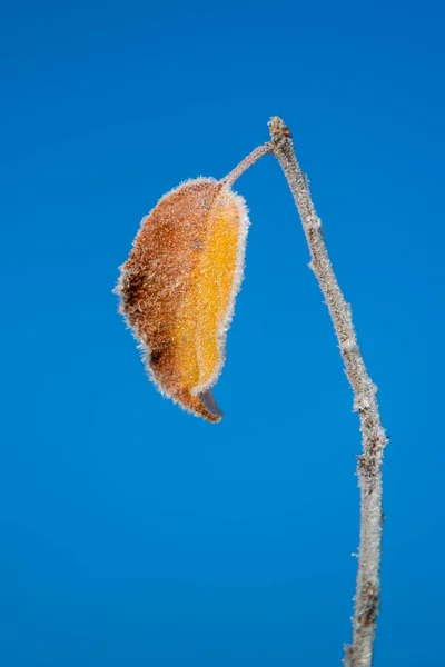 Last Leaf Twig First Frost — Stock Photo, Image