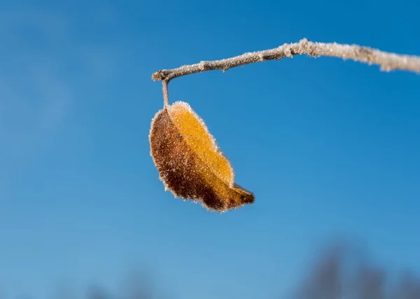 Última Hoja Una Ramita Una Primera Helada —  Fotos de Stock