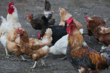 Kırsalda horoz ve horoz çobanı.