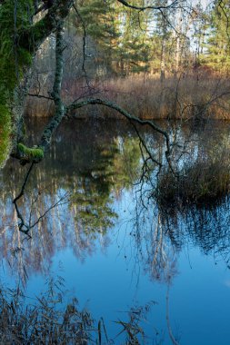 Doğal vahşi göle bak.
